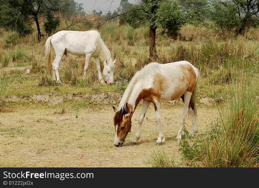 Horses is eating green grass