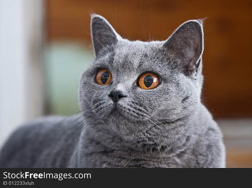 Thoroughbred cat of the British breed.