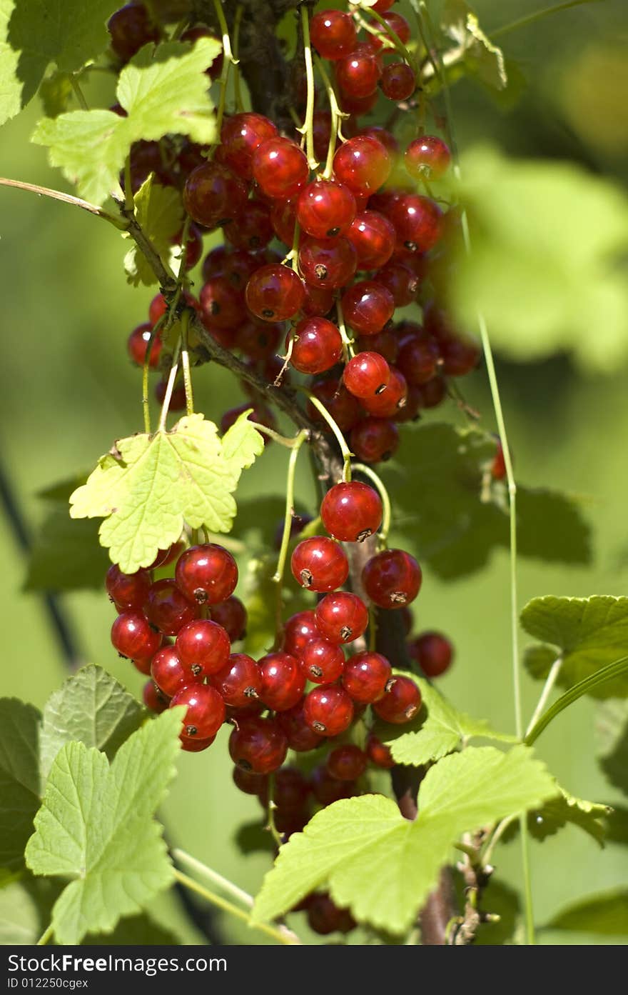 Red Currant