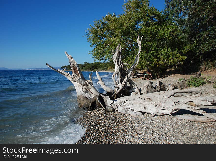 Blue beach and forest