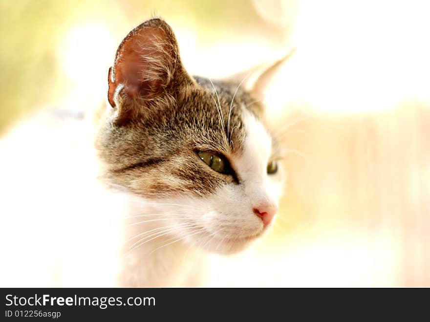 Head of a cat on light background. Head of a cat on light background