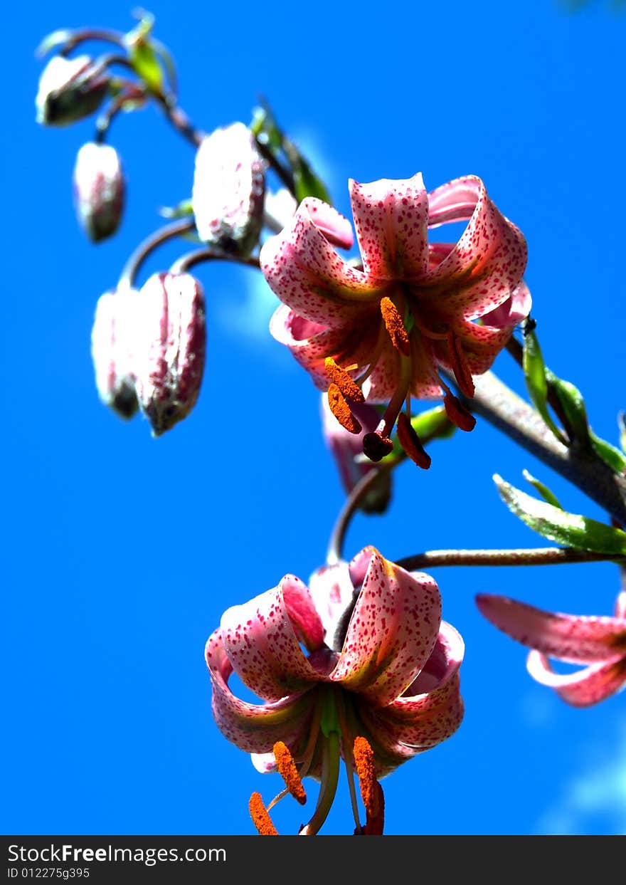 A wonderful shot of a wild lily in a blue sky