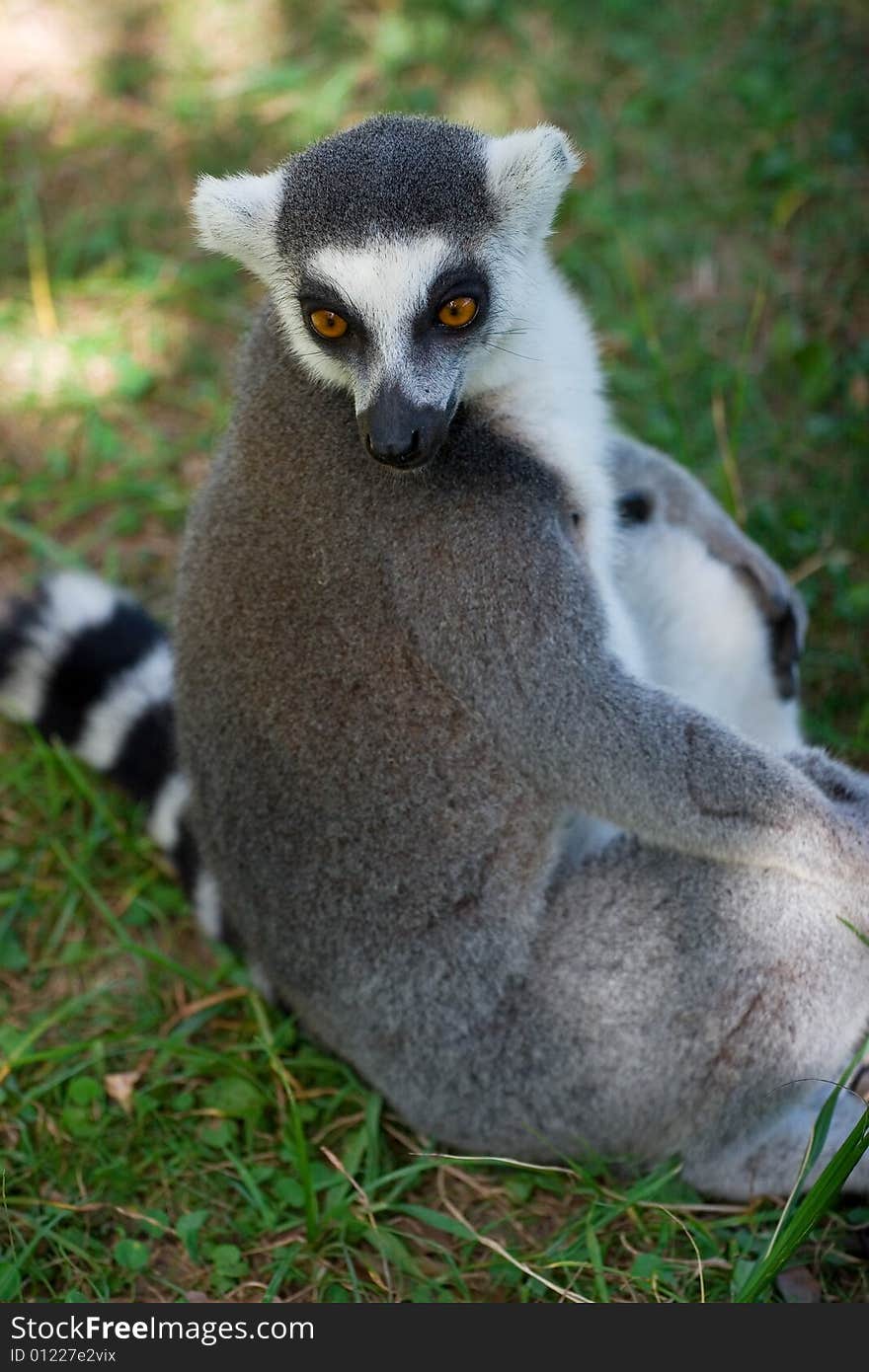 Lemur