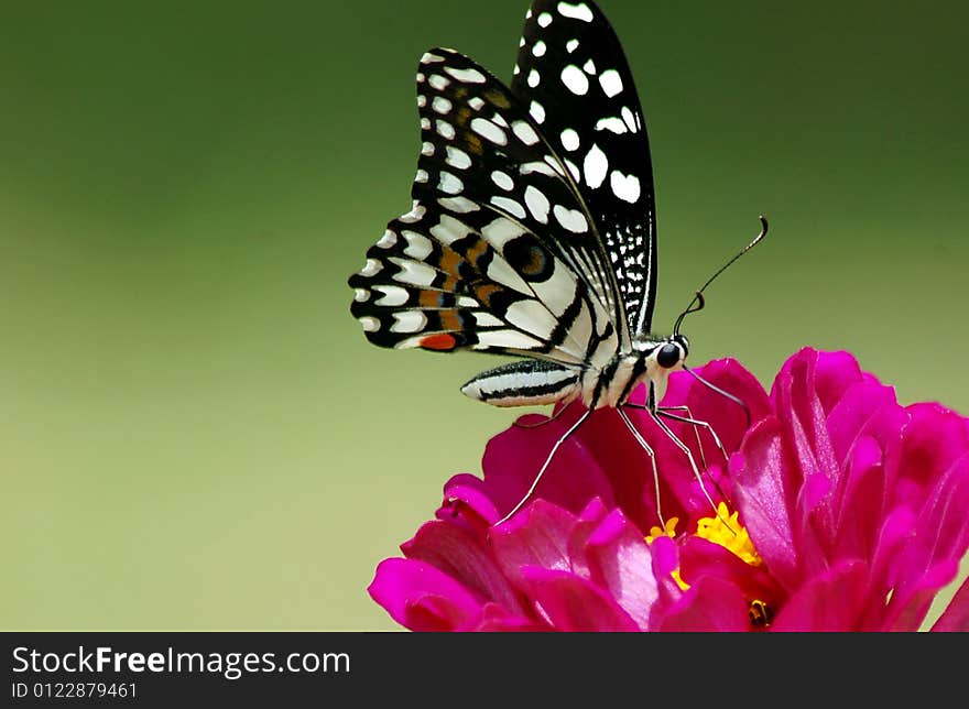 Butterfly sitting on the flower. Butterfly sitting on the flower