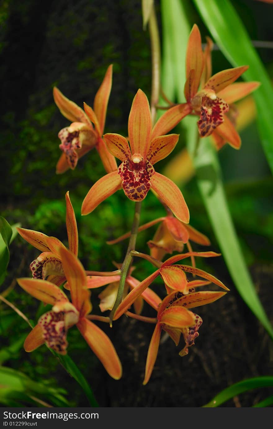 Orange orchid