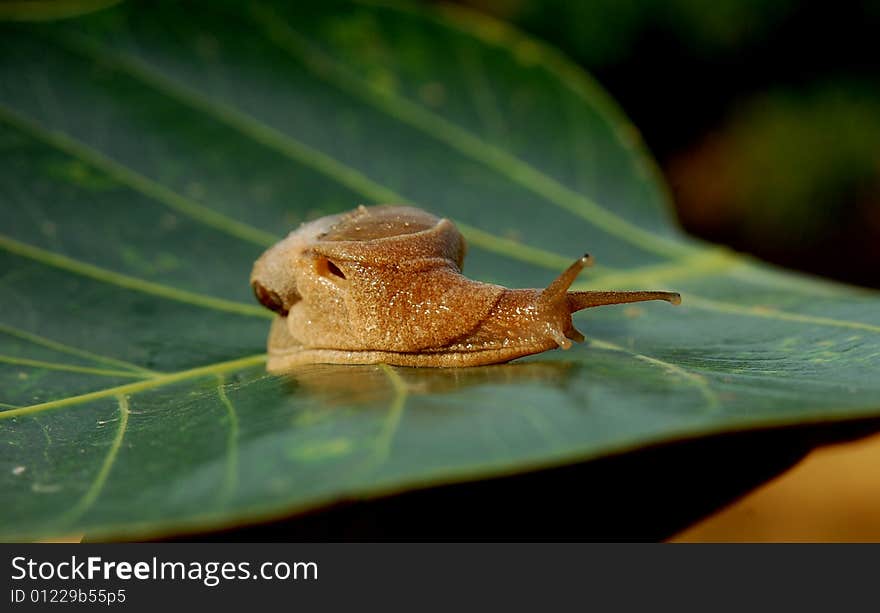 Snail sitting on the leaves