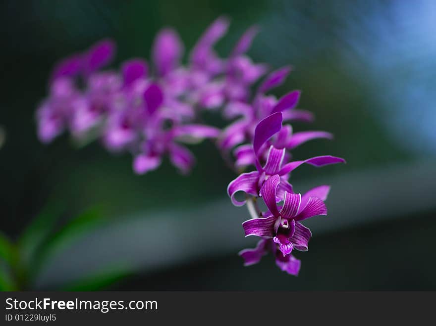 Pink orchid