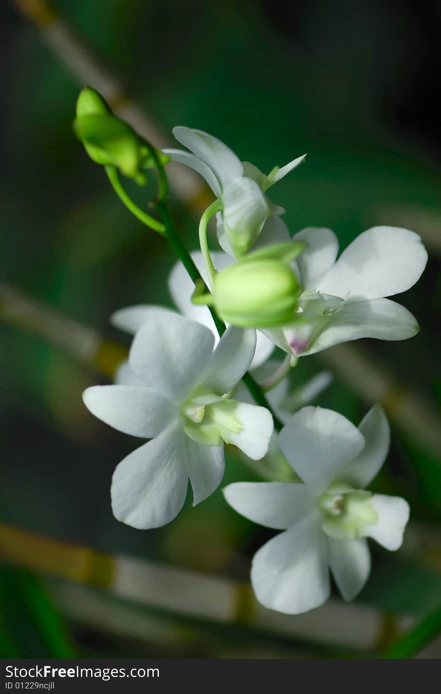 White Orchid