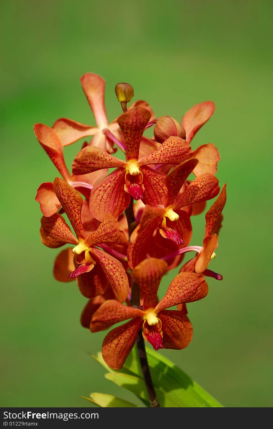 Orchid on a natural background