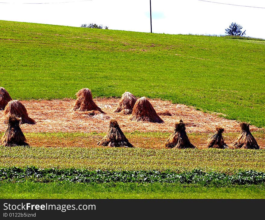 A suggestive shot of a field and some sheafs. A suggestive shot of a field and some sheafs