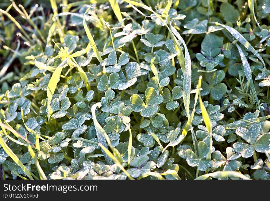 Clover with dew on a crisp morning