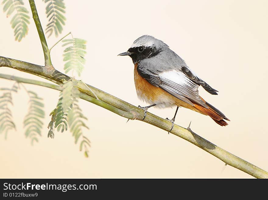 Shoot this small bird from subah reserve in kuwait desert