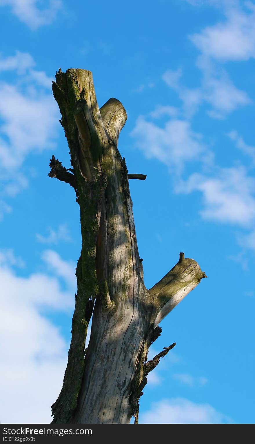 Dead tree on sky