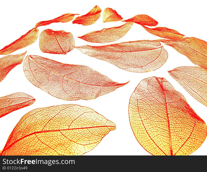 Autumn leaves isolated on a white background. Autumn leaves isolated on a white background