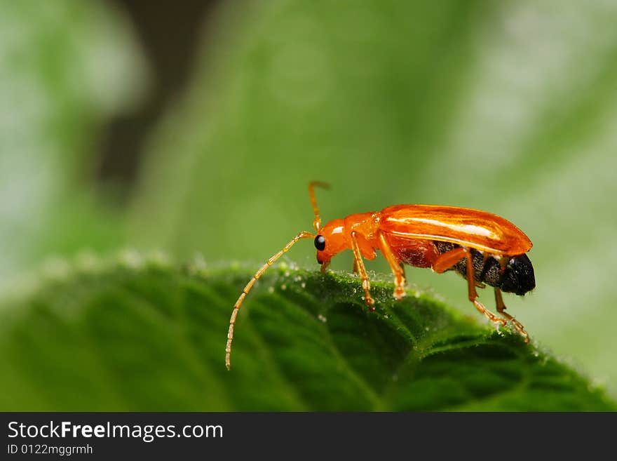 Little Orange Beetle