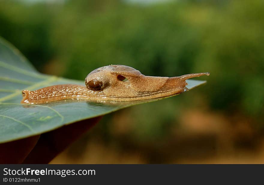 Snail sitting on the leaves