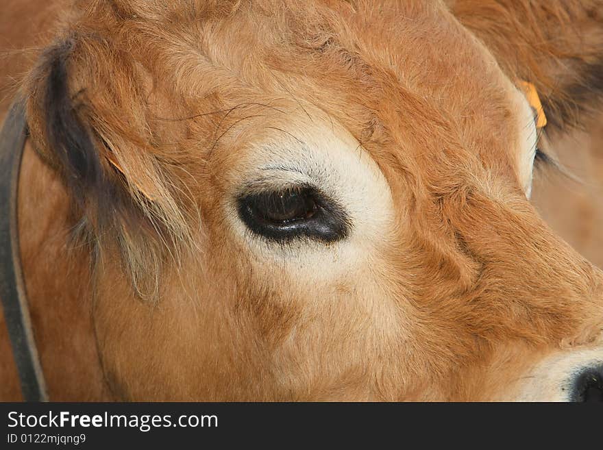 Close-up of cow head