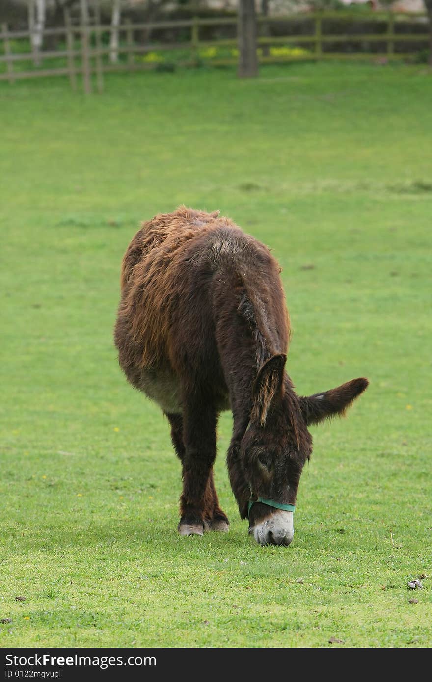 Donkey in a green field