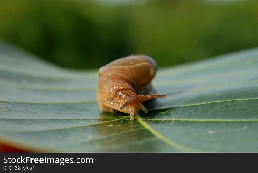 Snail sitting on the leaves