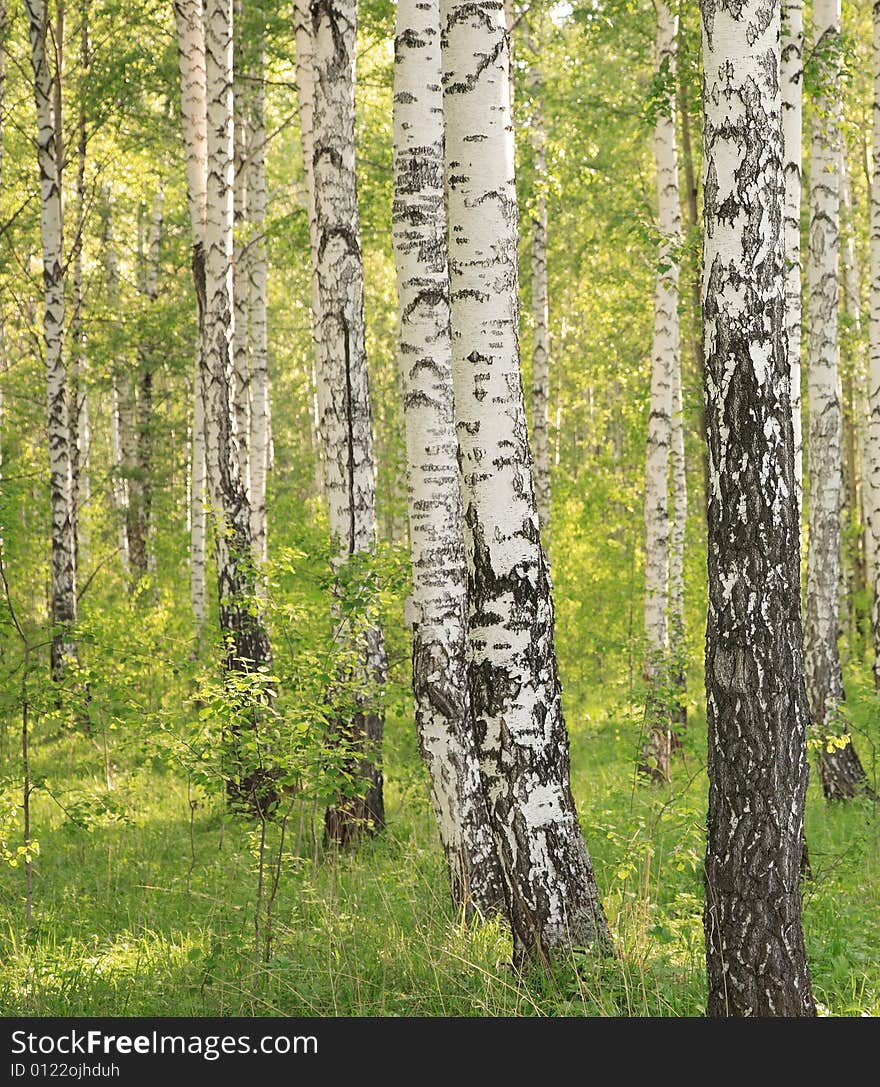 Birchwood in solar summer day. Birchwood in solar summer day