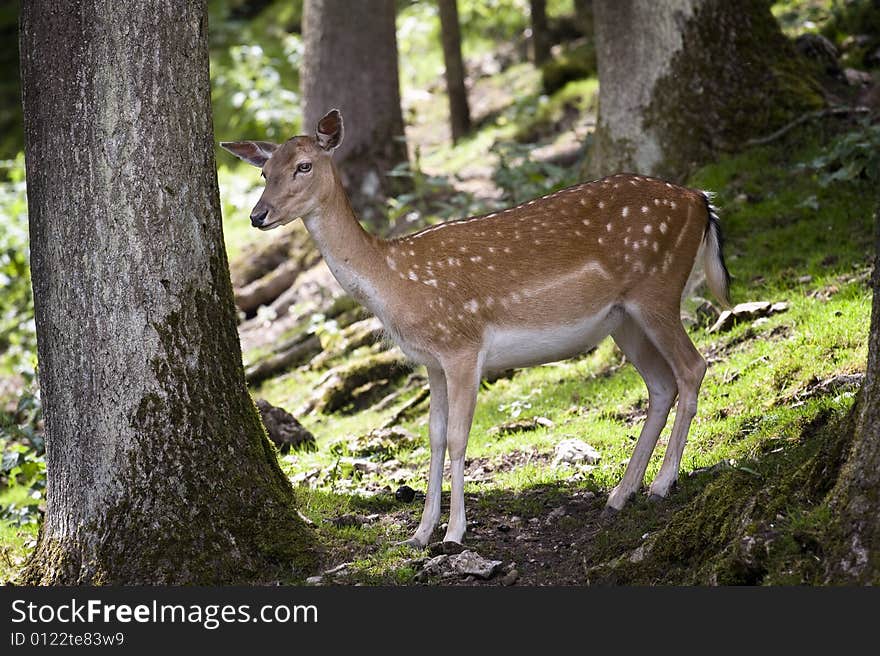 Young deer in a nature park in bavaria, germany