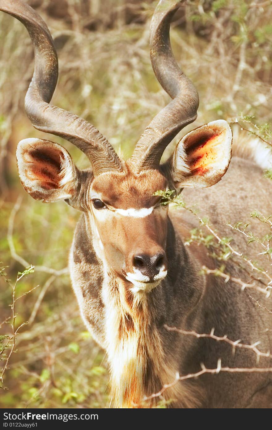 Young Kudu Bull in overgrown bushes