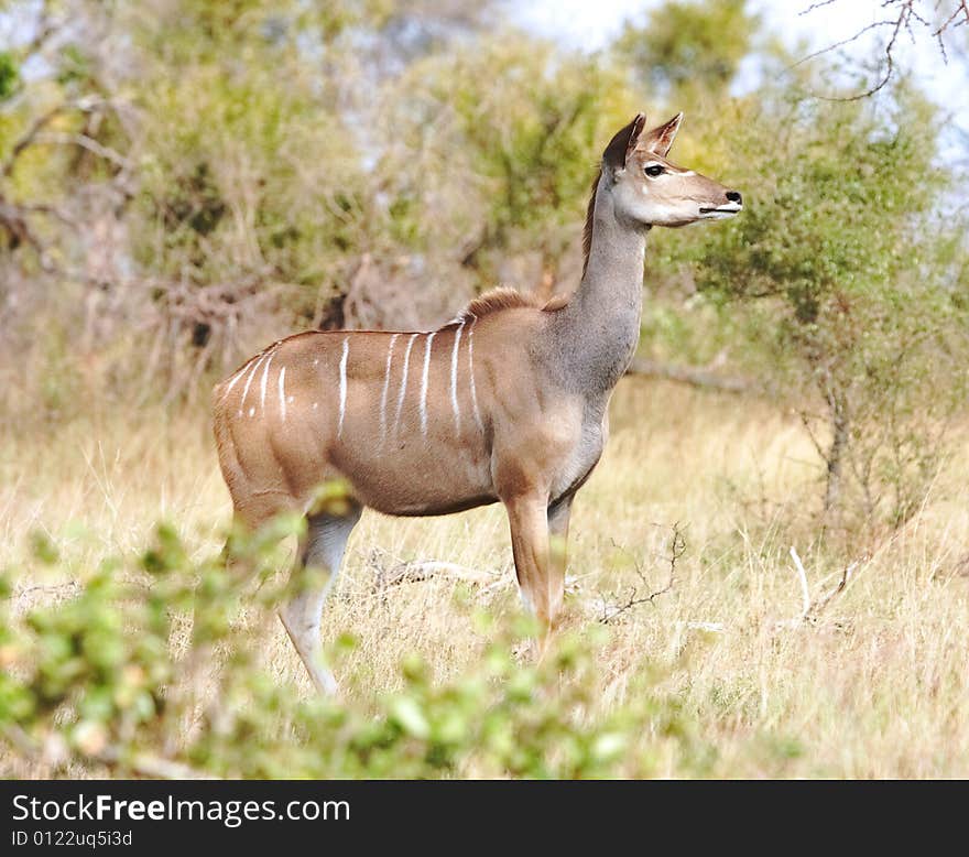 Kudu she-lamb standing in long grass