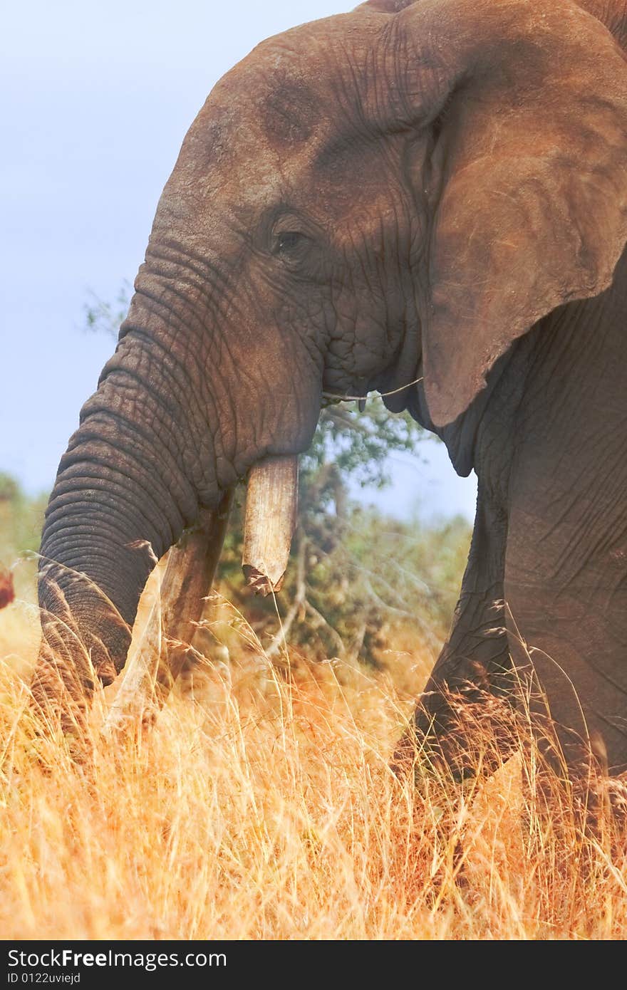 Bull elephant with broken tusk eats long grass while walking relaxed in field. Bull elephant with broken tusk eats long grass while walking relaxed in field