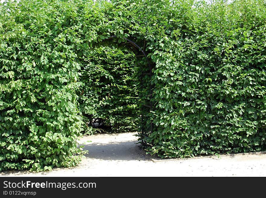 Green Hedge