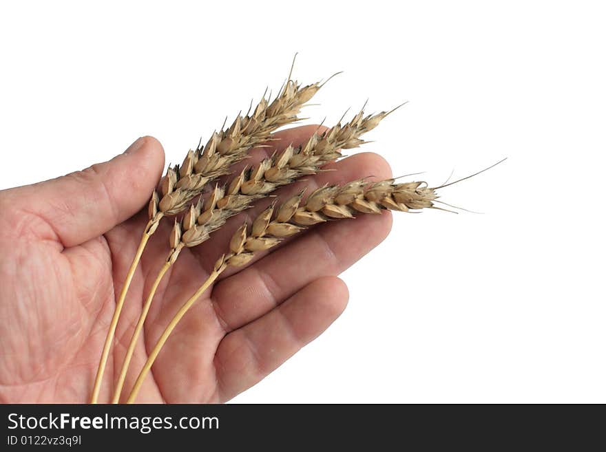 Three wheaten ripe ears on a palm. Isolated. Three wheaten ripe ears on a palm. Isolated