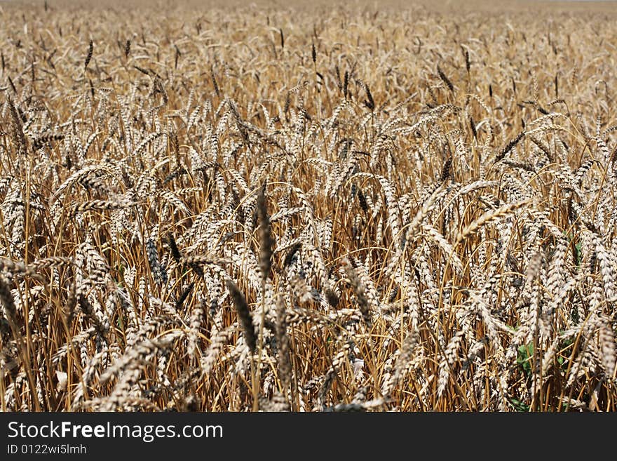 Ripe ears of a wheaten field before harvesting