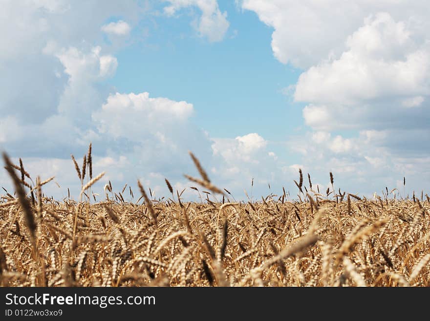 The wheaten field is ready to harvesting