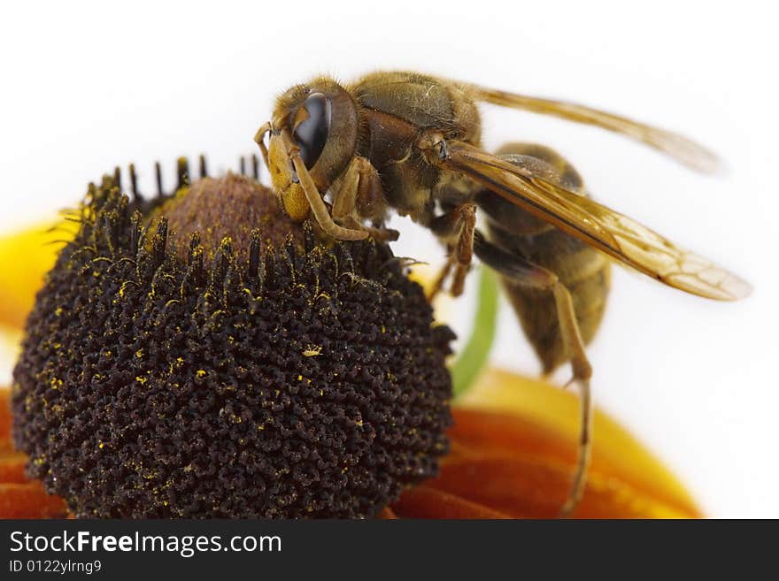 Insect on a flower