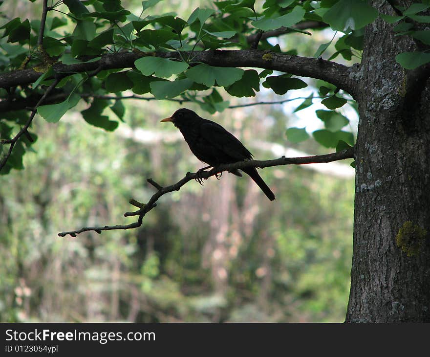 Wildlife in Botanic Garden in Iasi, Romania. Wildlife in Botanic Garden in Iasi, Romania