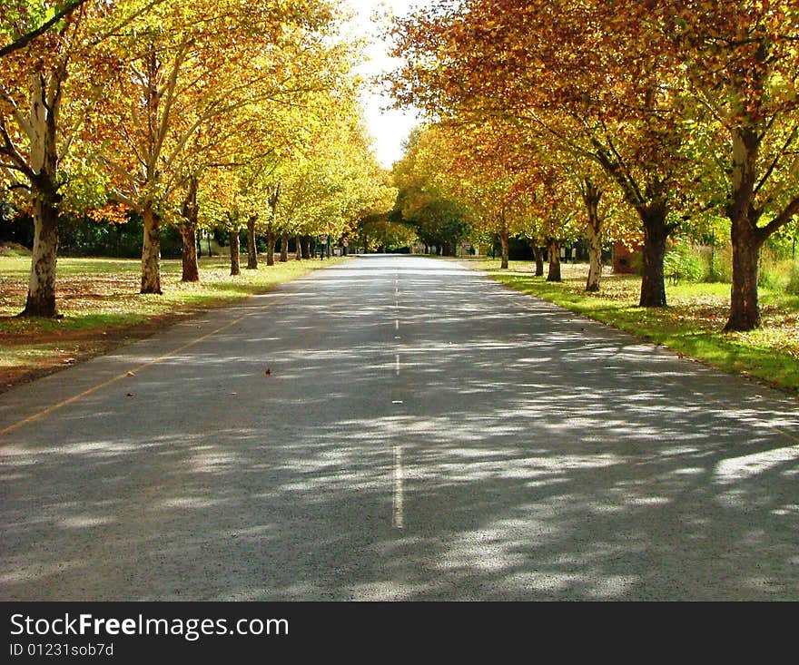 A road between the trees. A road between the trees.