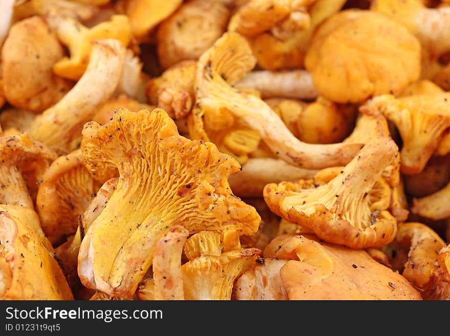 Chanterelle mushrooms