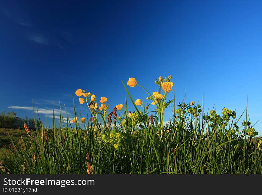 Wild yellow flowers against a deep blue sky, intentional minor blurring on some flower caused by breeze. Incredible contrast,. Wild yellow flowers against a deep blue sky, intentional minor blurring on some flower caused by breeze. Incredible contrast,