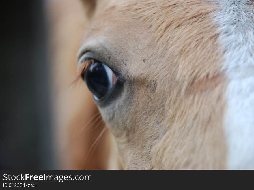 Eye of  a skewbald colt