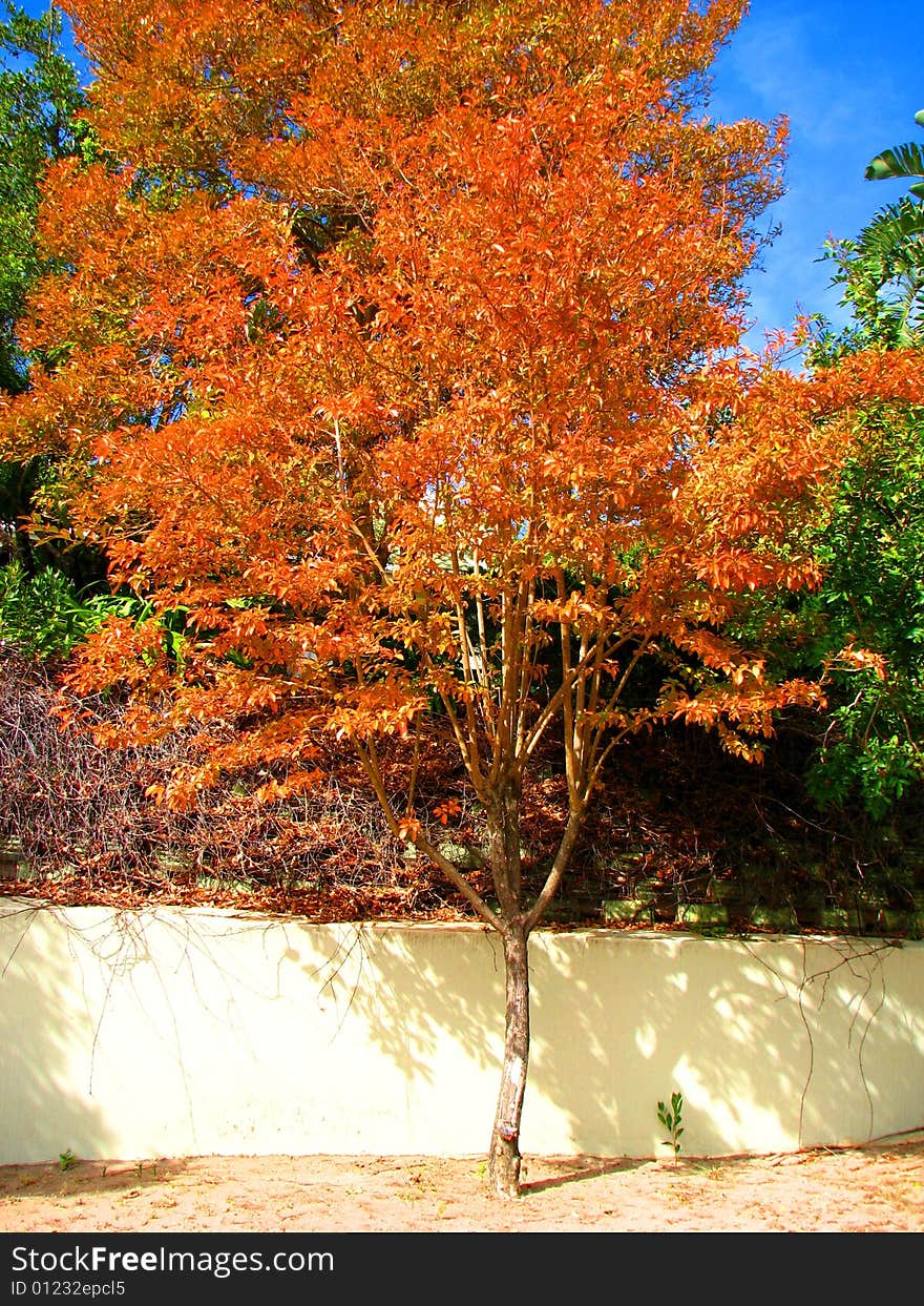 Colored tree