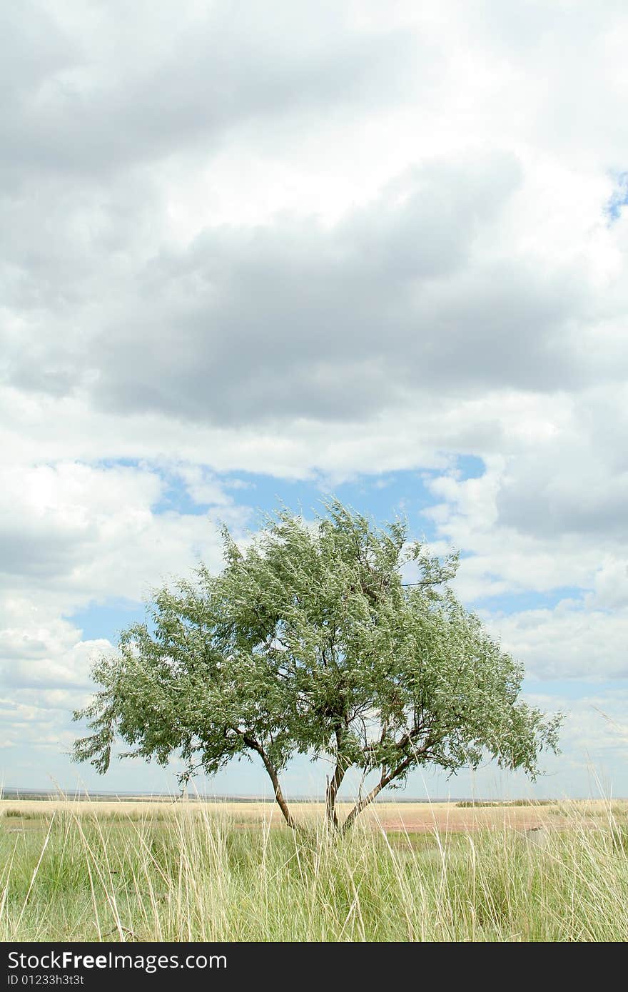 Lonely tree in steppe on background of sky. landscape