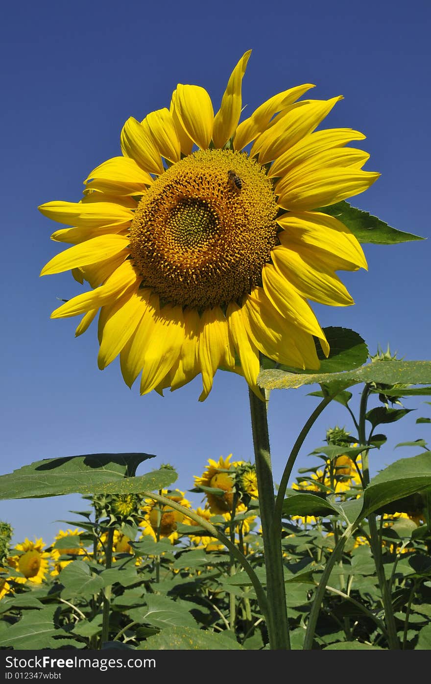 A solitary sunflower