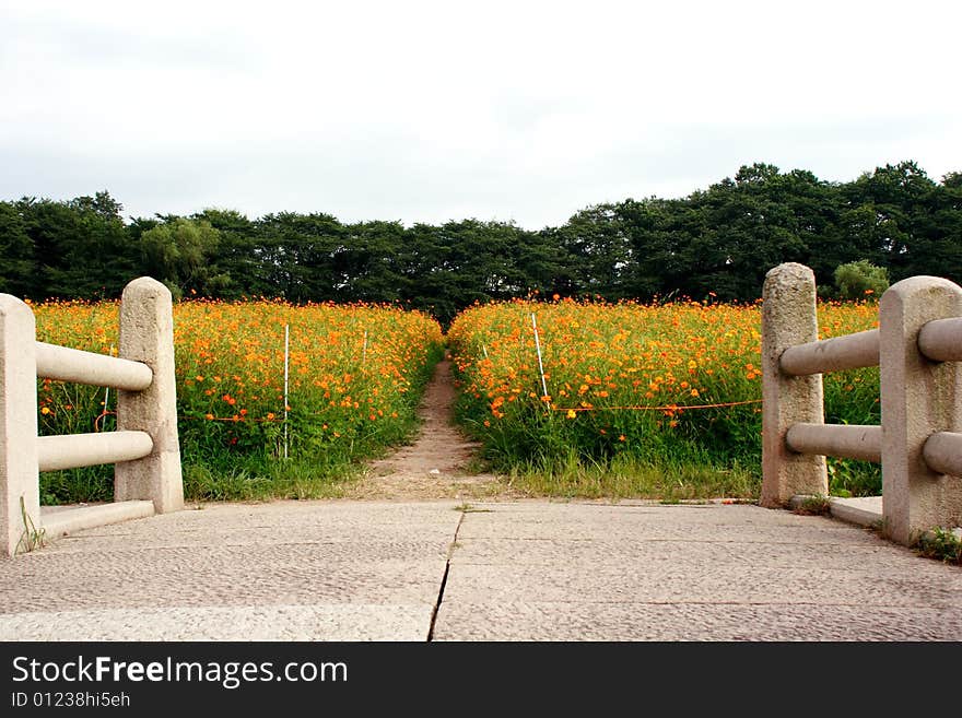 Coreopsis field and Stony Bridge