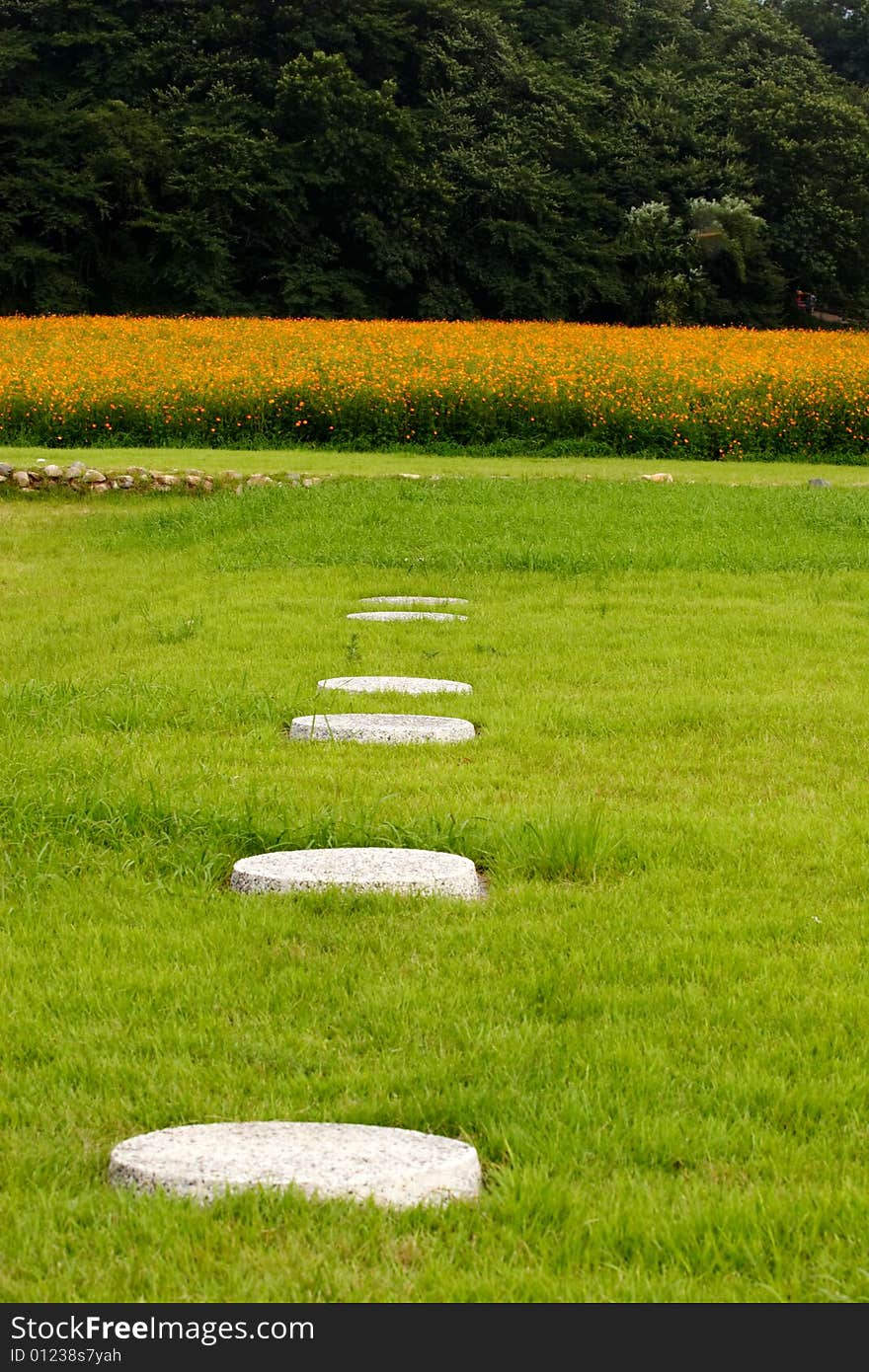 Coreopsis Field