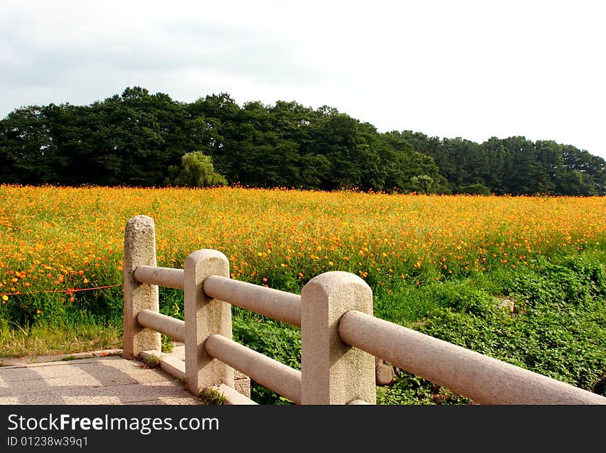 Coreopsis field