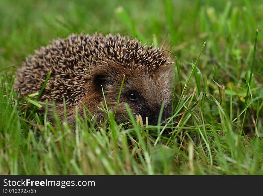 The artful hedgehog, in the afternoon, hides in a high garden grass. The artful hedgehog, in the afternoon, hides in a high garden grass