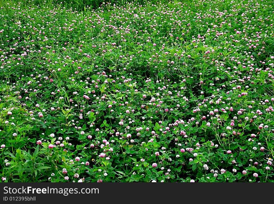 In the afternoon open-air, the dense cover from a clover was serenely stretched. In the afternoon open-air, the dense cover from a clover was serenely stretched