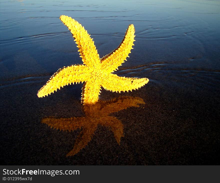 Starfish