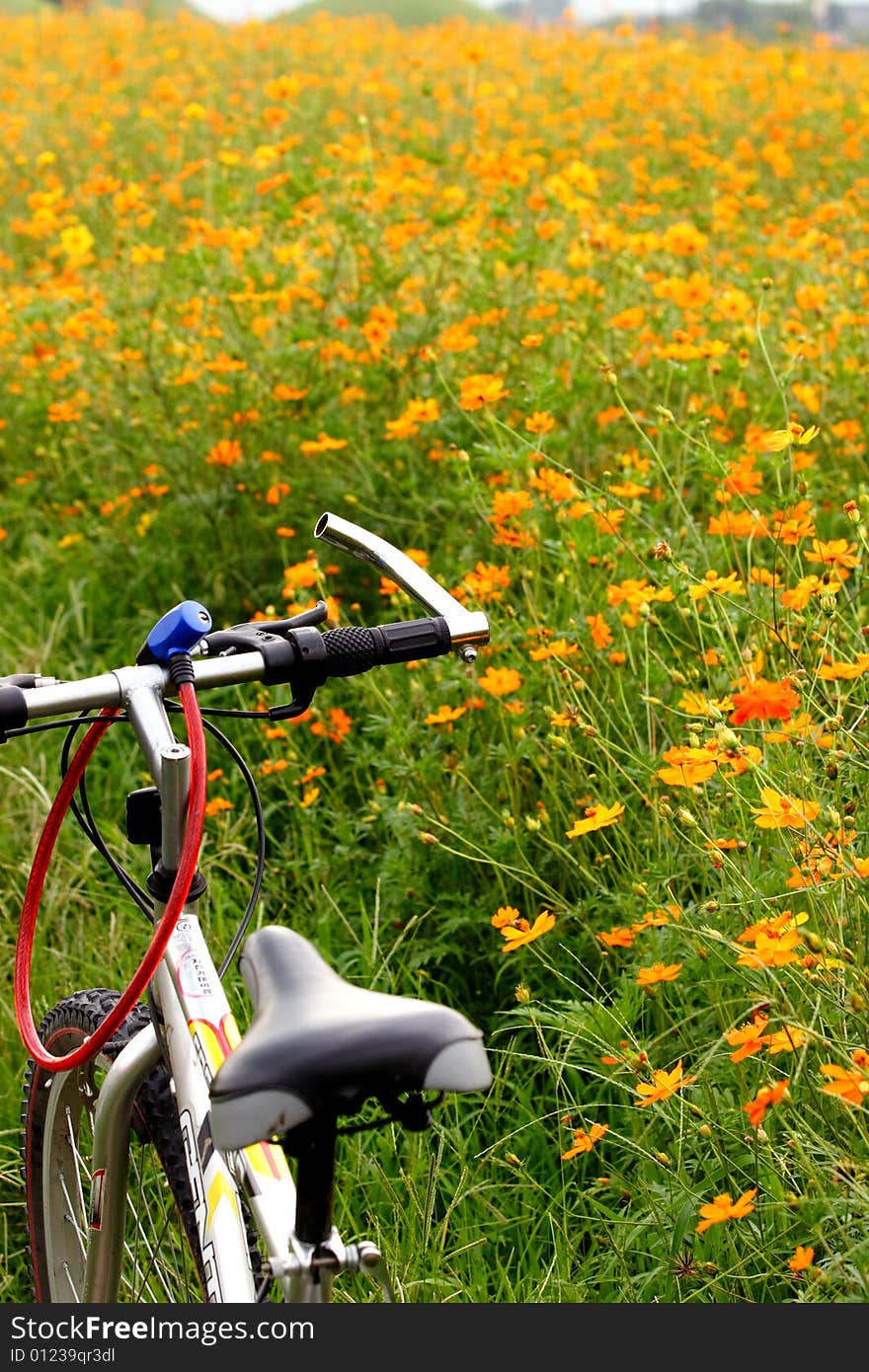 Coreopsis field