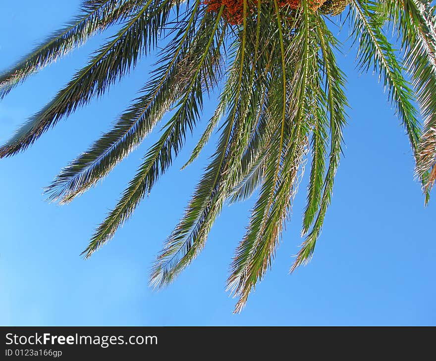 Twig of palm in the sky