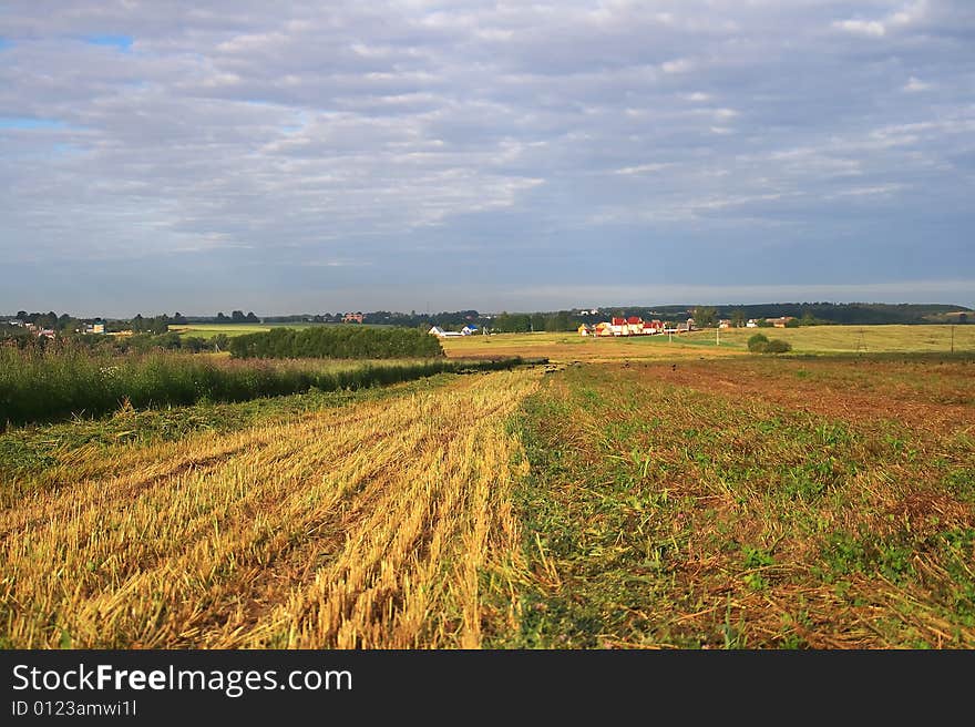 A field with oblique grain cereals, houses in the distance are seen where farmers live. A field with oblique grain cereals, houses in the distance are seen where farmers live